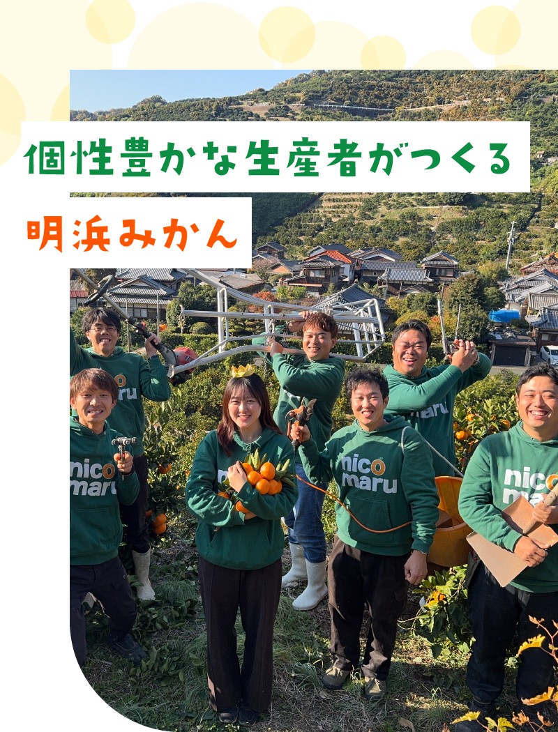 個性豊かな生産者がつくる明浜みかん