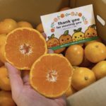 apparemikan　zoutouyou(copy)