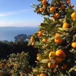 apparemikan　zoutouyou