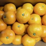 apparemikan　zoutouyou(copy)