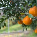 nicomalmikan　siranui　katei