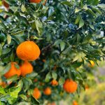 nicomalmikan　siranui